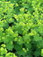 Alchemilla vulgaris, Frauenmantel, Färbepflanze, Färberpflanze, Pflanzenfarben,  färben, Klostergarten Seligenstadt